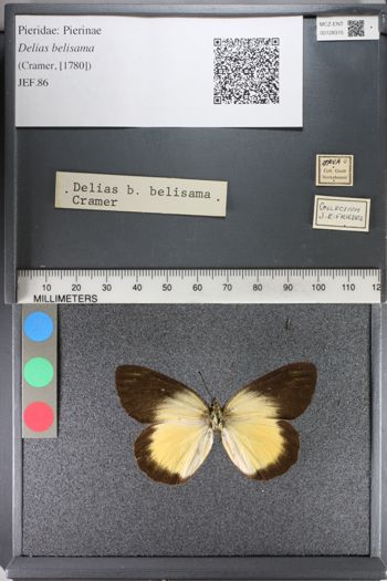 Media type: image;   Entomology 128315